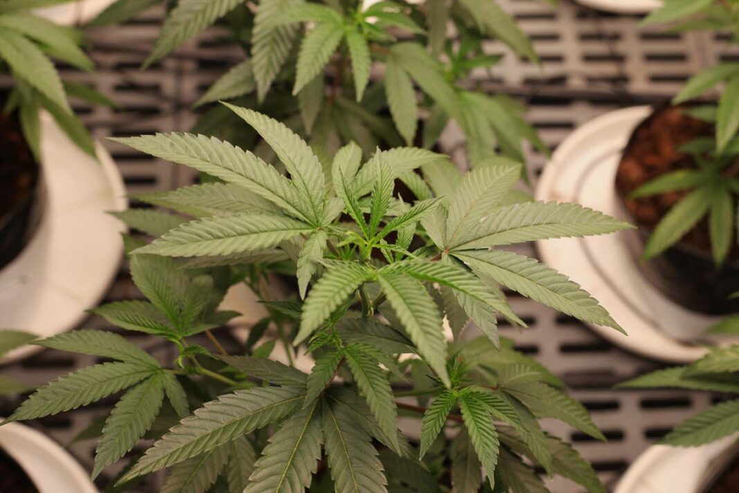 Colombia avanza en uso regulado de cannabis medicinal