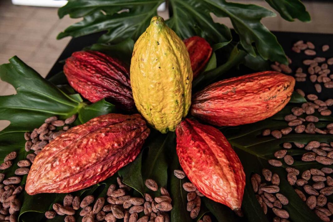 El poder del cacao regresa a Corferias con la séptima edición de Chocoshow
