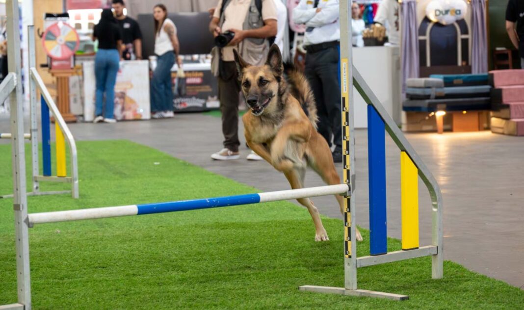 En la ‘Capital de la montaña’, se inaugura hoy Expopet Medellín, el nuevo evento de ciudad dedicado al bienestar y cuidado animal