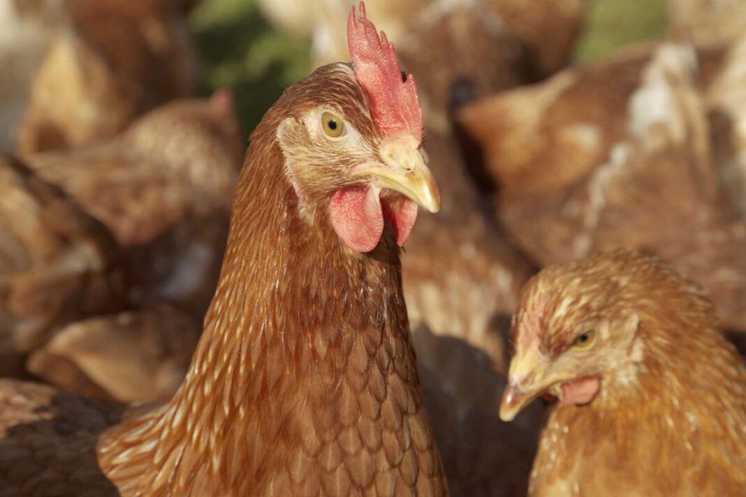 Motor de crecimiento y garante de la seguridad alimentaria es la avicultura en Colombia