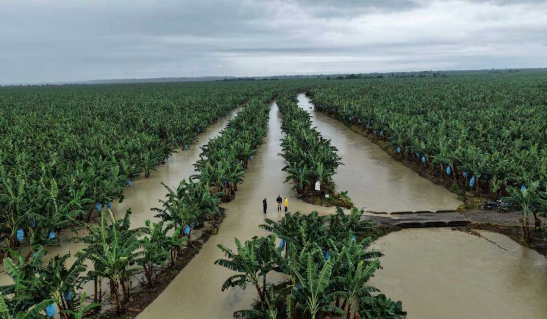Emergencia en Urabá: Récord histórico de precipitaciones pone en riesgo la estabilidad del sector bananero