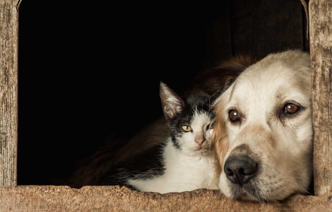 Más de 8,6 millones de votos por los animales: 70 congresistas electos firmaron Voto Animalista en Colombia