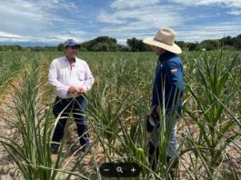 Más de 10.600 hectáreas de maíz en el Tolima afectadas por sequía
