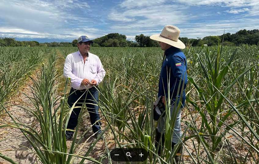 Más de 10.600 hectáreas de maíz en el Tolima afectadas por sequía