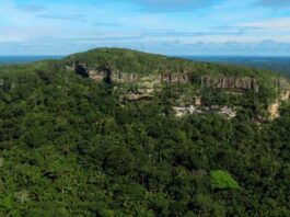 Guaviare se propone alcanzar la deforestación cero para el año 2036 mediante su nueva política de desarrollo sostenible con énfasis en Bioeconomía