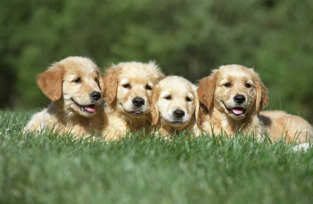 Bienvenido, cachorro: 5 recomendaciones para cuidarlo con cariño y responsabilidad