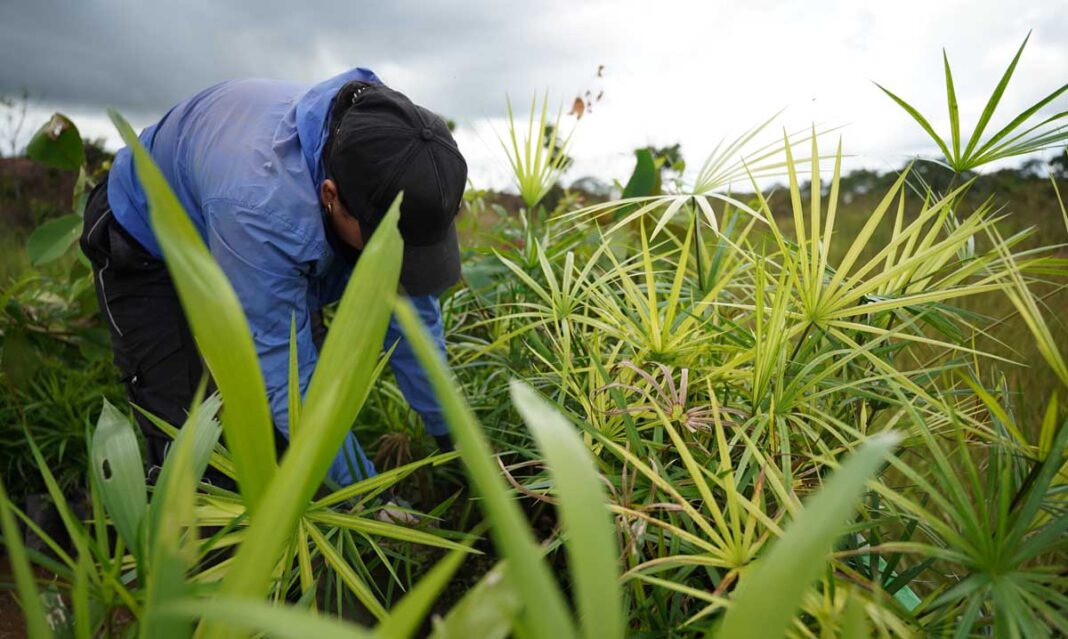 San José del Guaviare recupera sus bosques: una iniciativa ambiental protege más de 21.000 hectáreas y suma 6.000 árboles sembrados