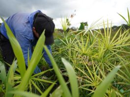 San José del Guaviare recupera sus bosques: una iniciativa ambiental protege más de 21.000 hectáreas y suma 6.000 árboles sembrados