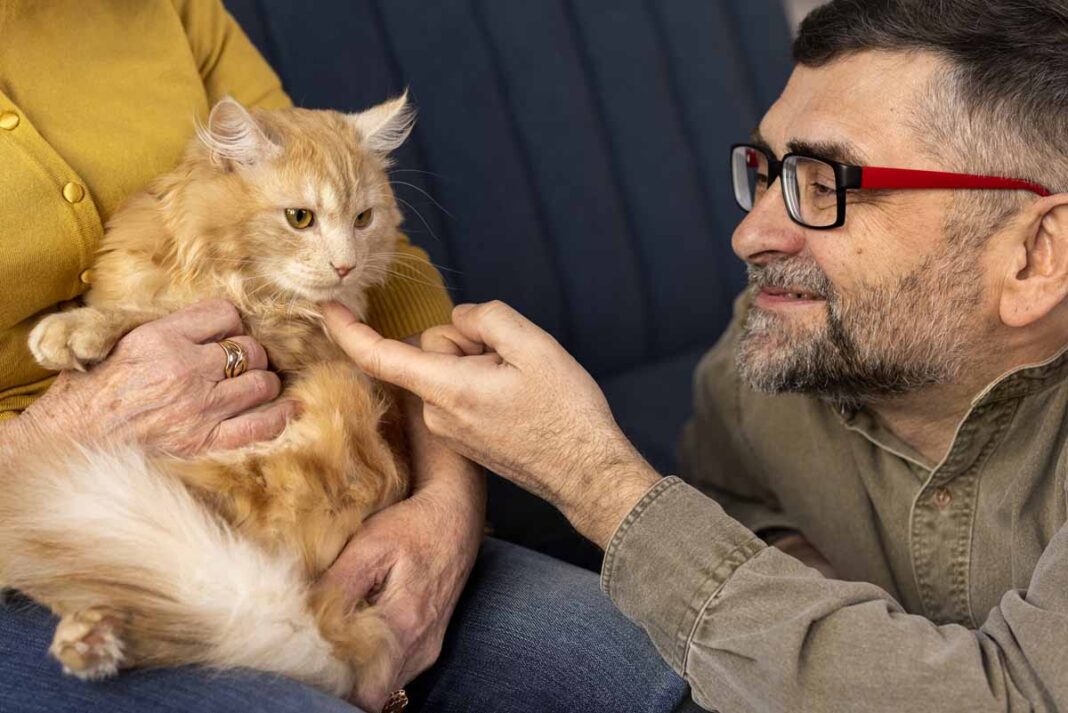 Gatos más sanos y protegidos: las medidas esenciales para prevenir la leucemia felina en Colombia