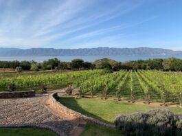 Innovación vitivinícola y ecoturismo de altura en el corazón de Tuxcueca