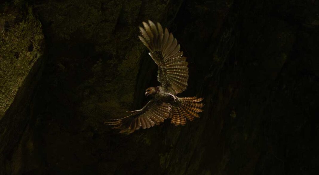 Colombia captura con sus cámaras la riqueza de sus aves en los Premios de Fotografía Audubon 2026