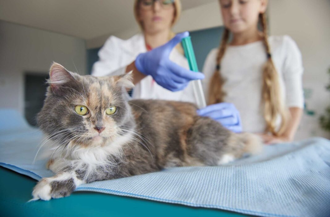 Día Mundial contra la Rabia: la vacunación de perros y gatos, una estrategia clave para proteger la salud animal y humana en Colombia